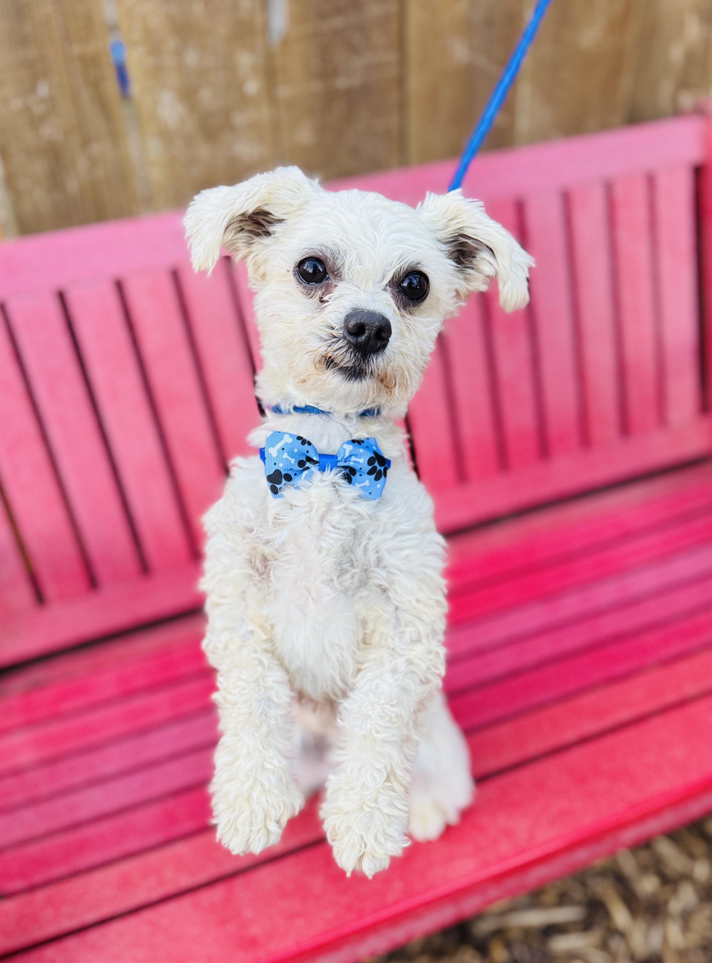 Enlarge Grayson, a Adoptable mixed breed in lynnwood , WA image 4/6