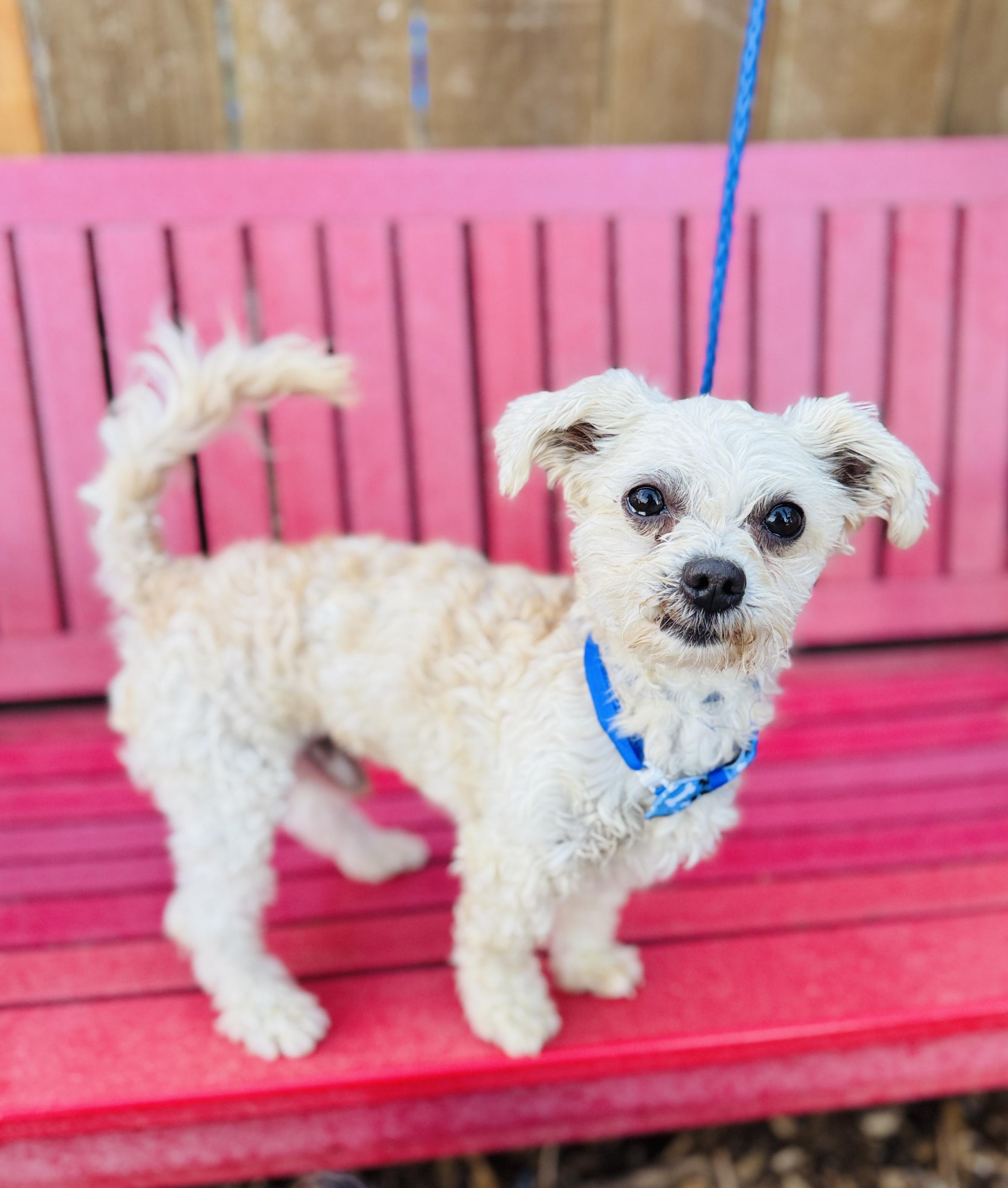 Enlarge Grayson, a Adoptable mixed breed in lynnwood , WA image 3/6