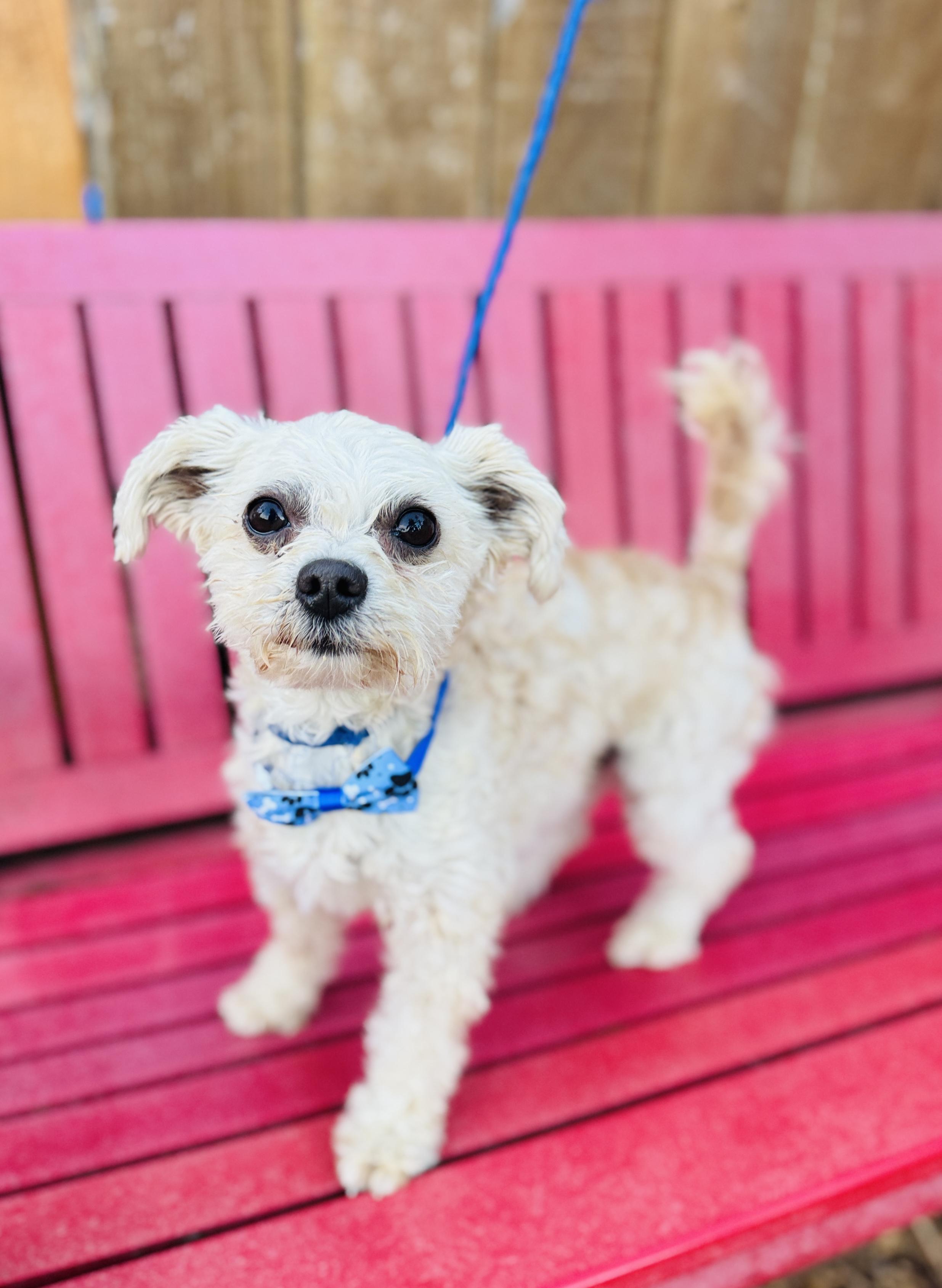 Enlarge Grayson, a Adoptable mixed breed in lynnwood , WA image 5/6
