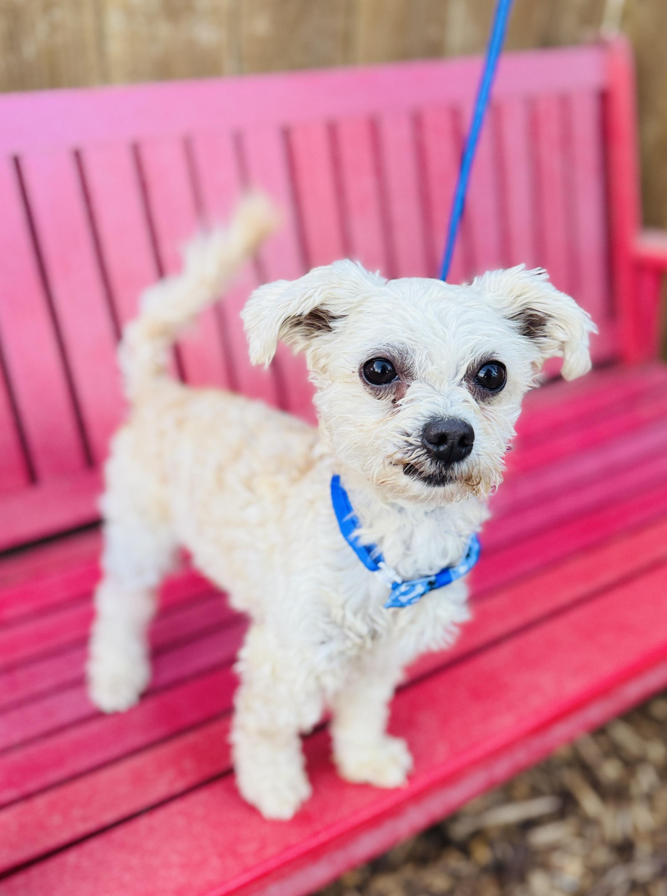 Enlarge Grayson, a Adoptable mixed breed in lynnwood , WA image 2/6
