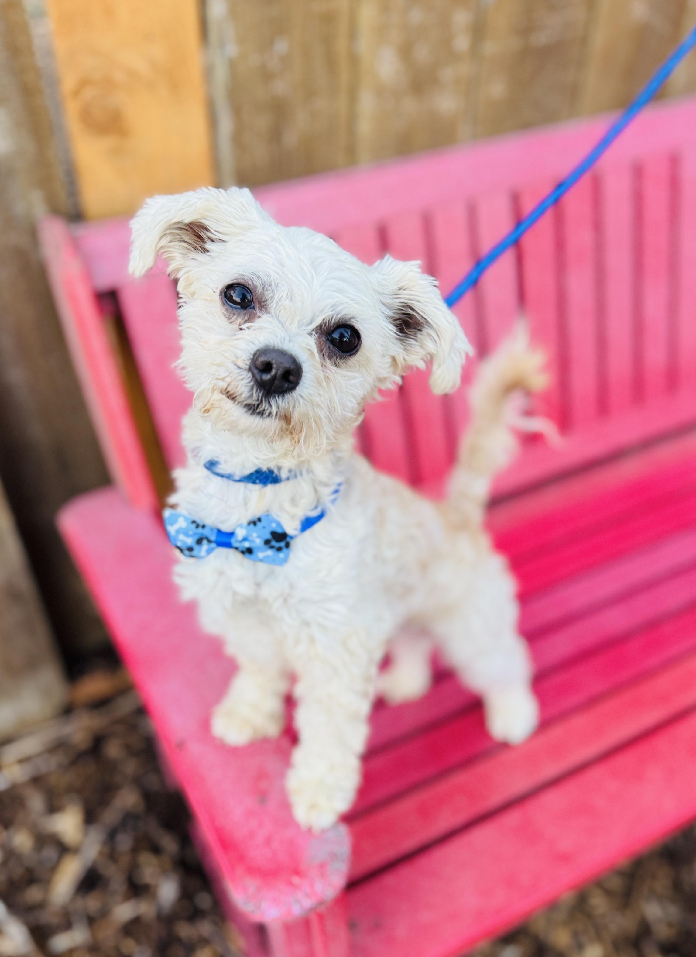 Grayson, Adoptable, Young Male Maltipoo & Maltese.