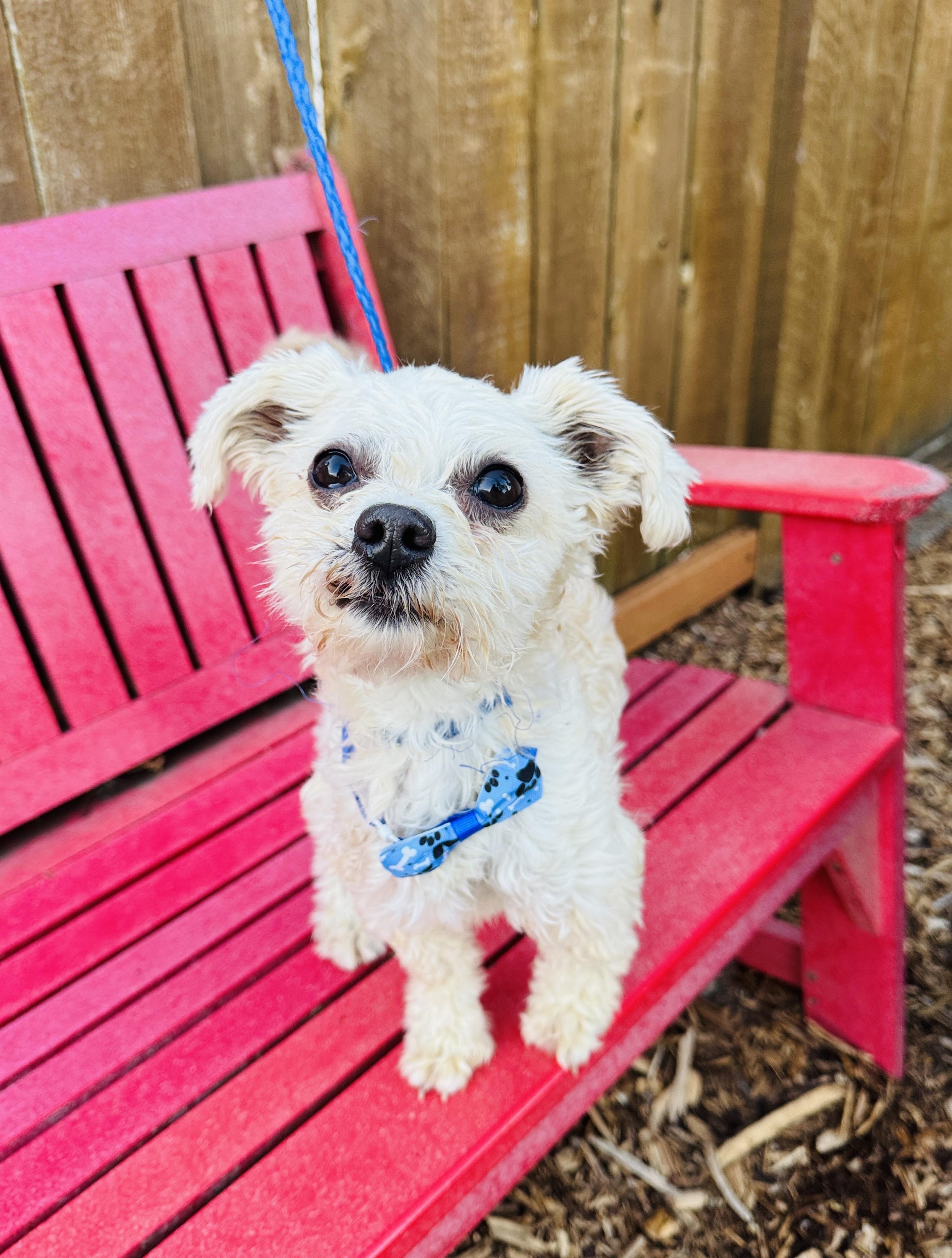 Enlarge Grayson, a Adoptable mixed breed in lynnwood , WA image 6/6