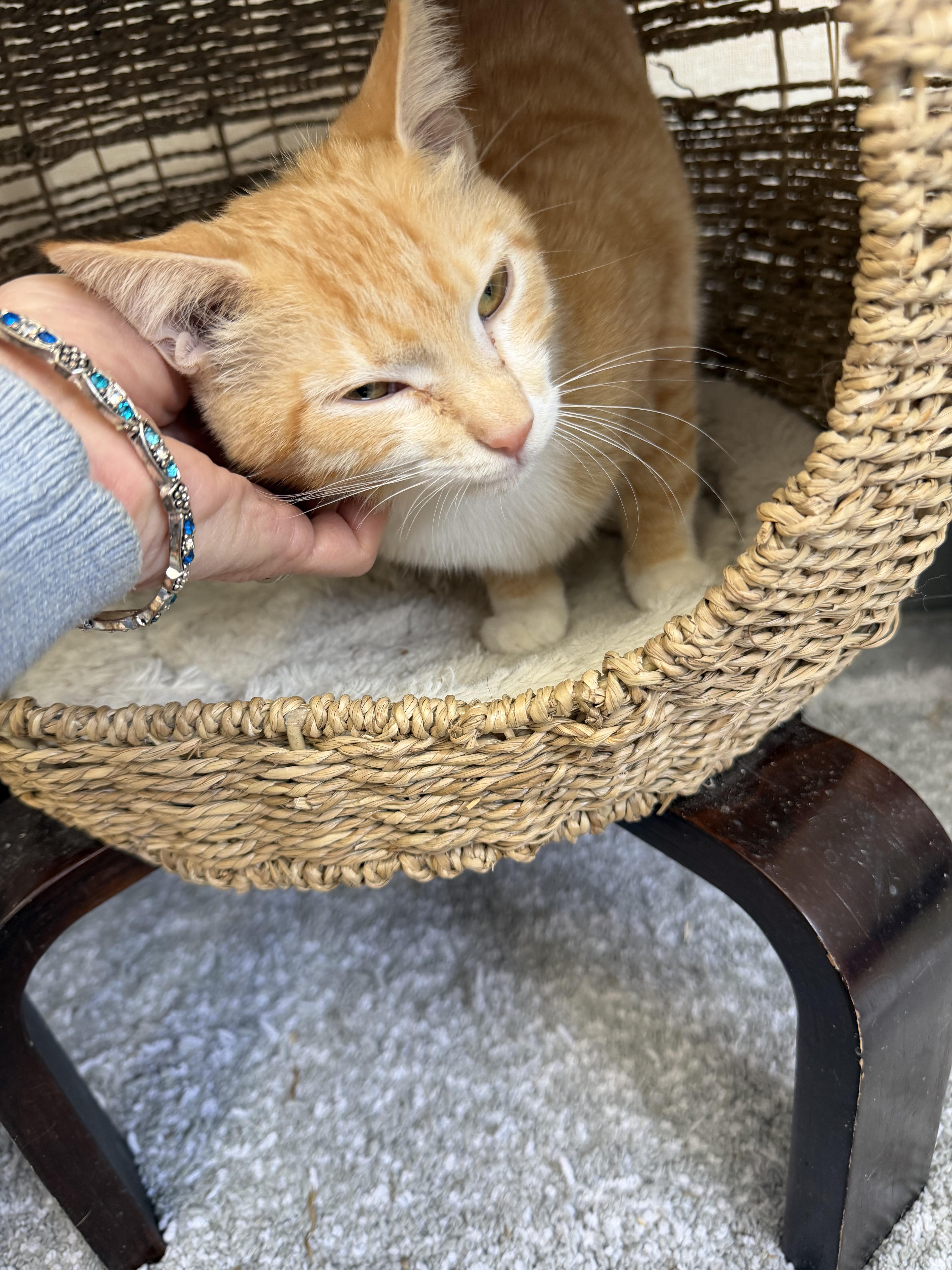 Enlarge Maxine, an adopted mixed breed in Salem, NH image 1/3