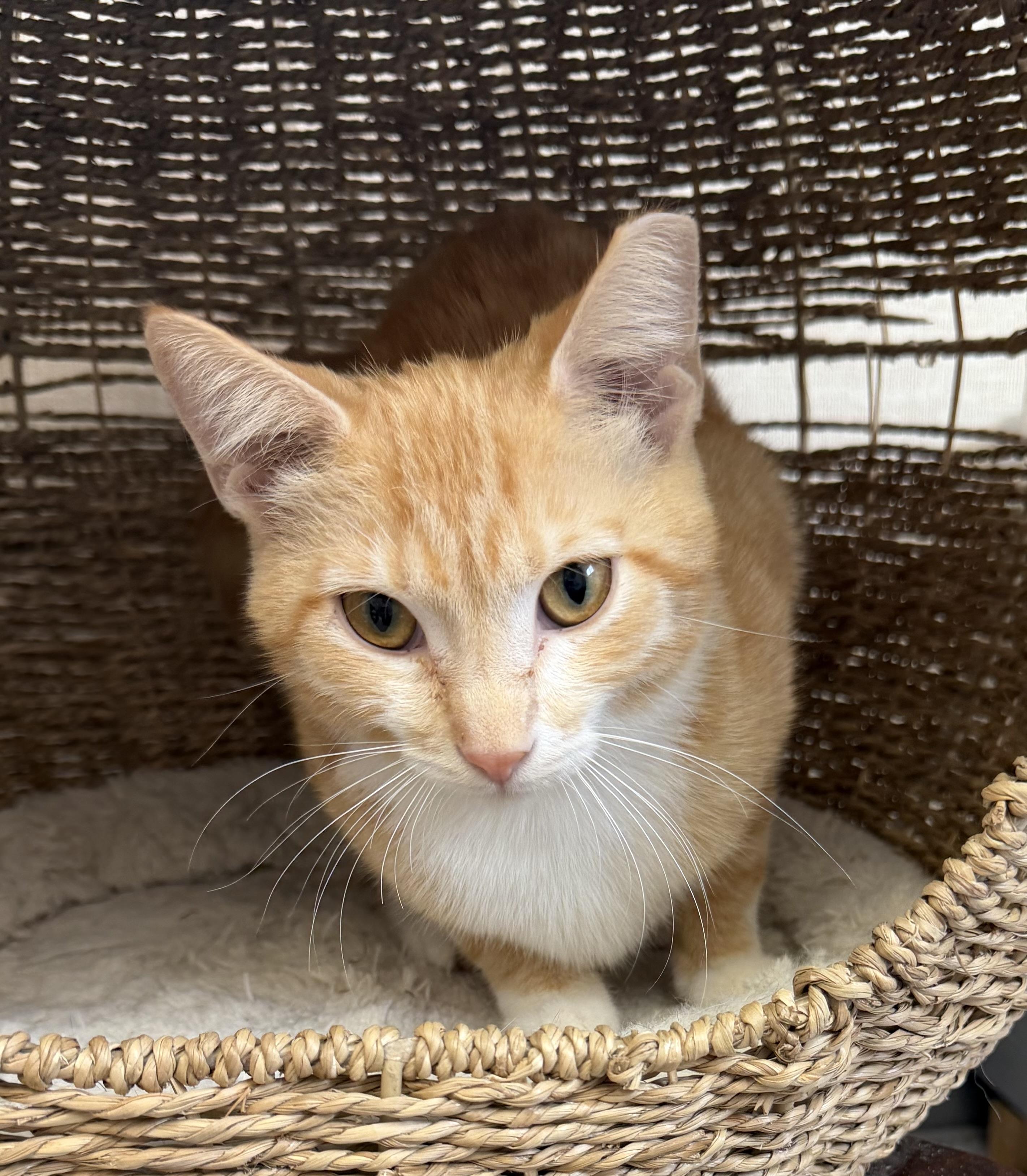 Enlarge Maxine, an adopted mixed breed in Salem, NH image 2/3