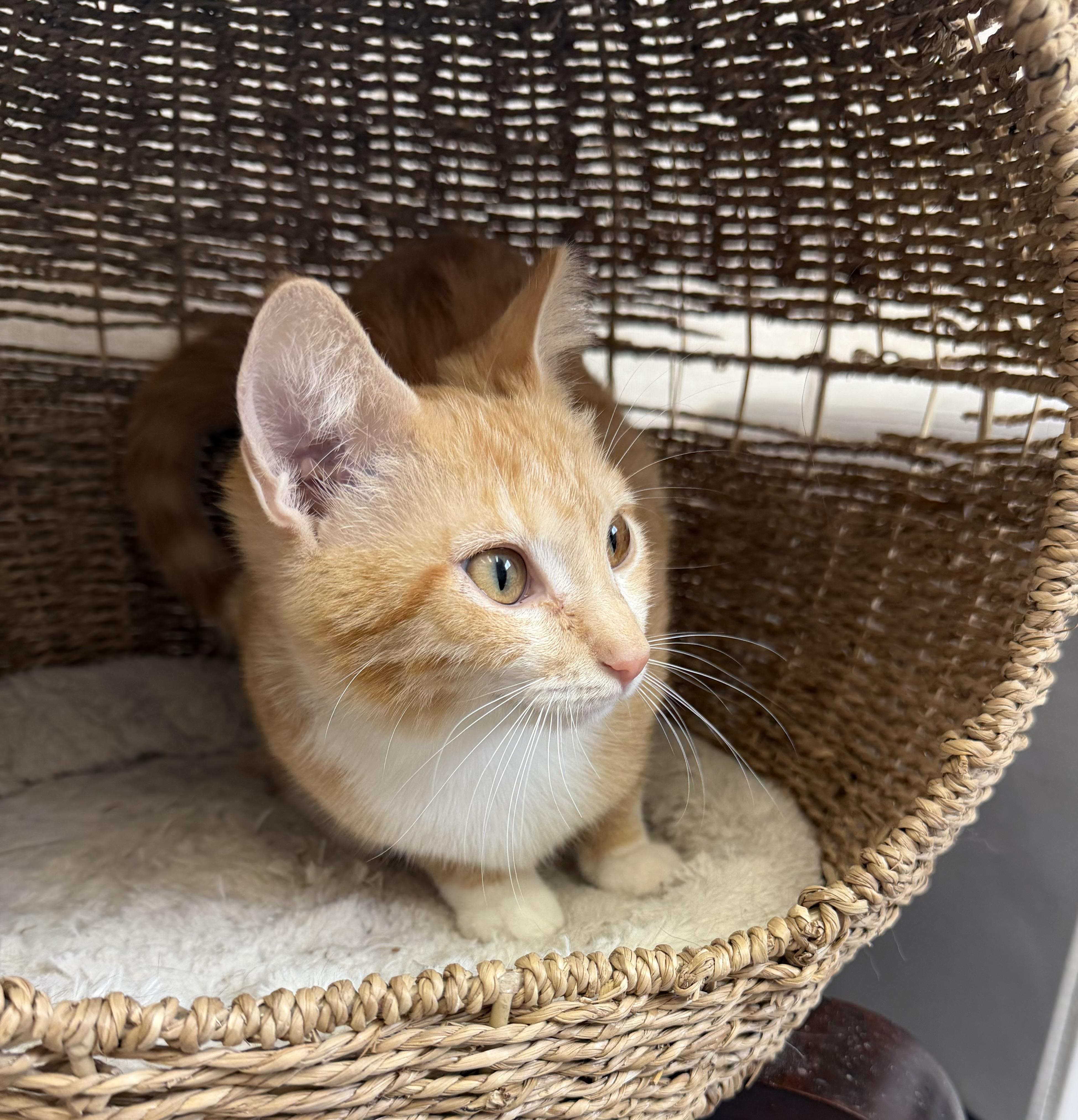 Enlarge Maxine, an adopted mixed breed in Salem, NH image 3/3