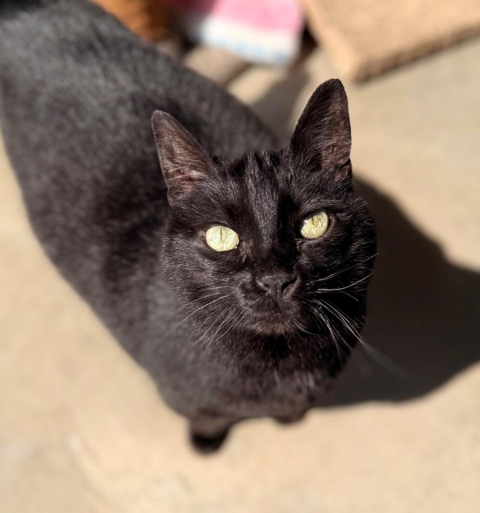 Sammy, Adoptable, Adult Male Domestic Short Hair.