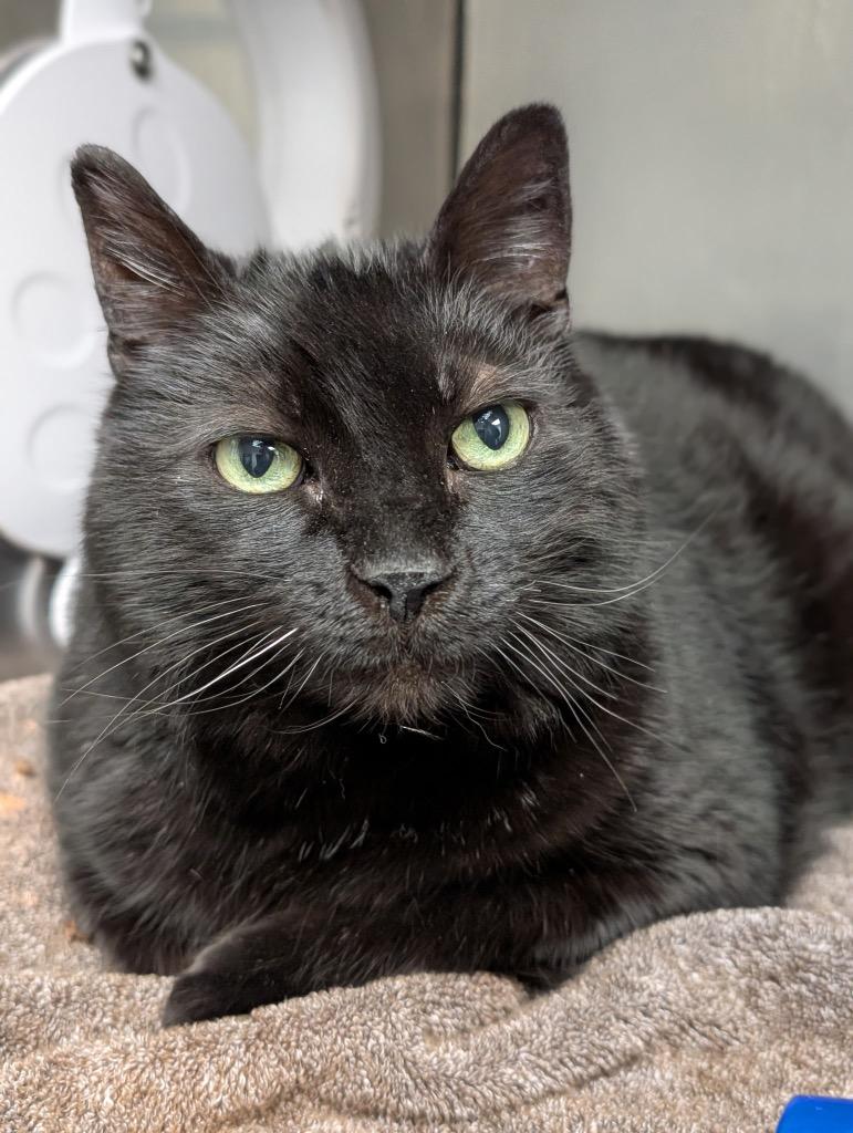 Sammy, a Adoptable mixed breed in Defiance, OH image 4/4