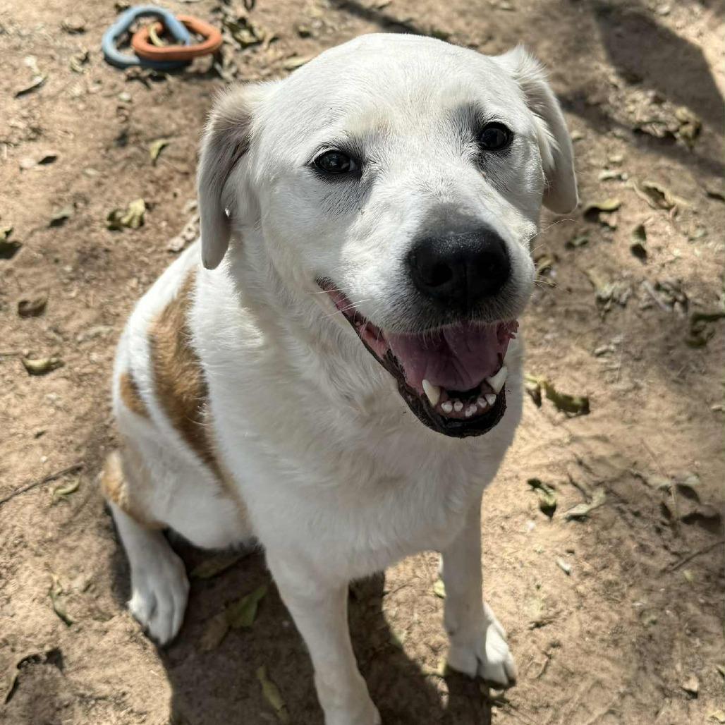 Lily, Adoptable, Senior Female Australian Shepherd & Labrador Retriever.