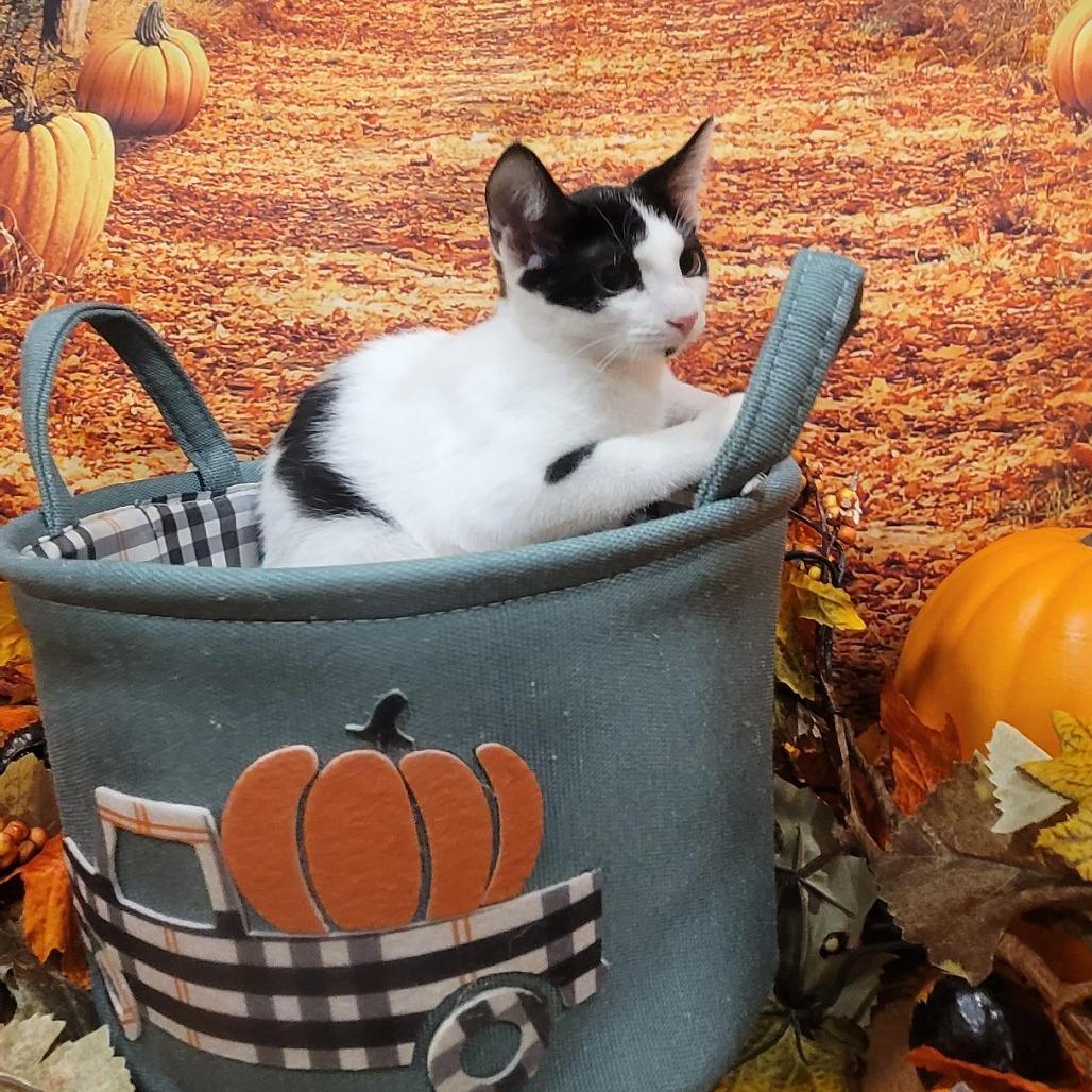 Enlarge Marty, a Adoptable Domestic Short Hair in Sparks, NV image 1/6