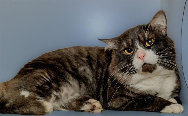 GADGET, Adoptable, Adult Male Domestic Medium Hair & Domestic Short Hair.