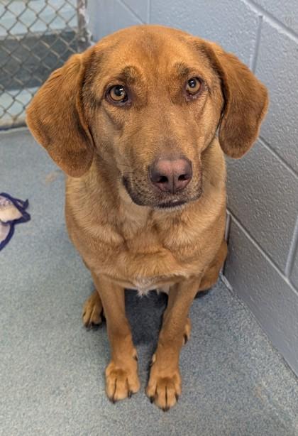 Layla, Adoptable, Adult Female Vizsla & Retriever.