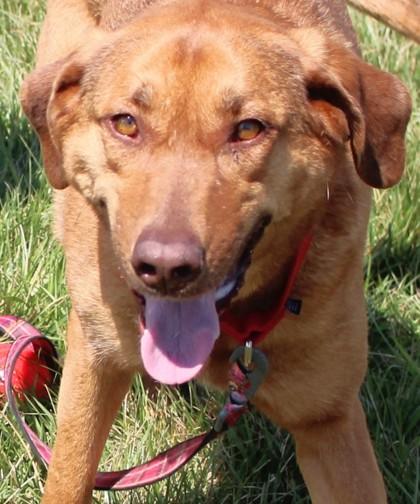 Enlarge Layla, a Adoptable mixed breed in Taylorsville, NC image 2/3