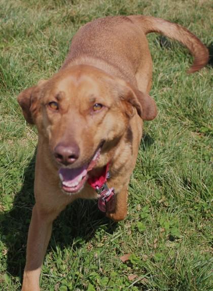 Enlarge Layla, a Adoptable mixed breed in Taylorsville, NC image 3/3