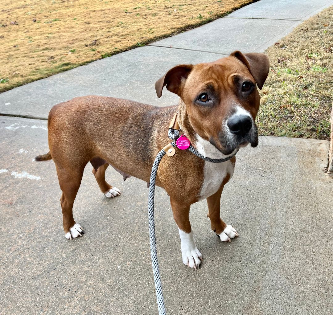 Coco, Adopted, Young Female Mixed Breed.