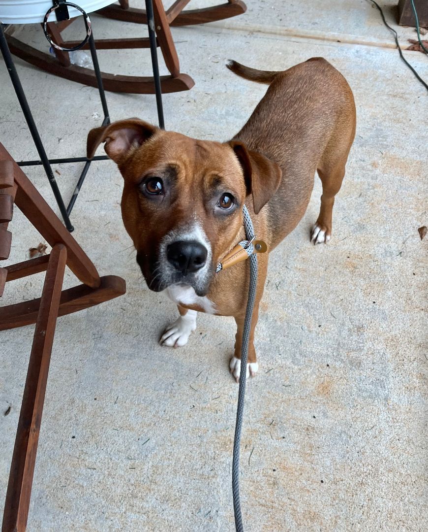 Enlarge Coco, a Adopted mixed breed in Jackson, GA image 2/10