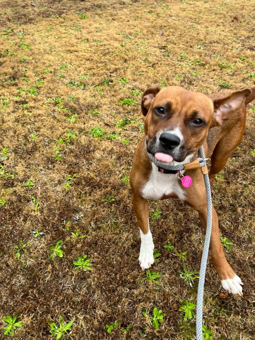Enlarge Coco, a Adopted mixed breed in Jackson, GA image 3/10