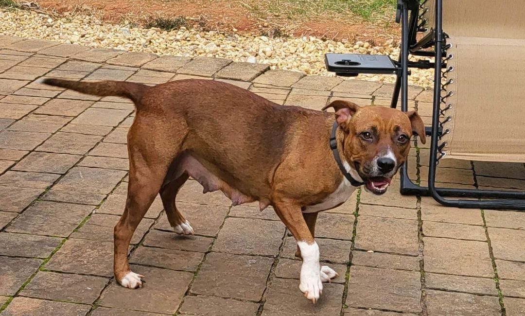 Enlarge Coco, a Adopted mixed breed in Jackson, GA image 4/10