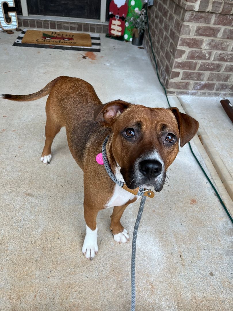 Enlarge Coco, a Adopted mixed breed in Jackson, GA image 5/10