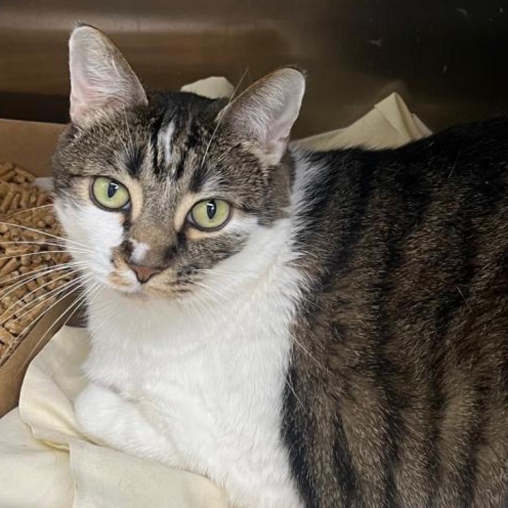 Enlarge Ziggy, a Adoptable Domestic Short Hair in La Grange, KY image 1/6