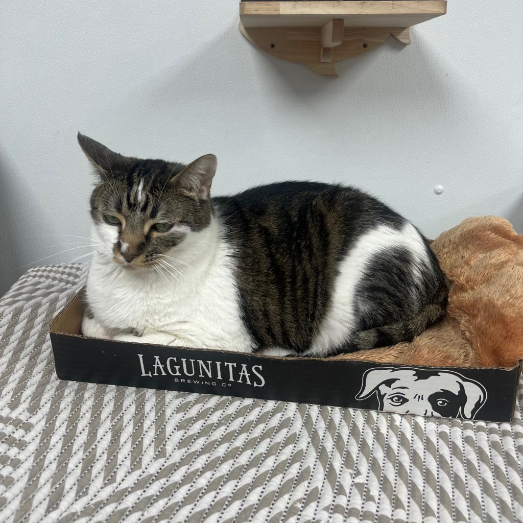 Enlarge Ziggy, a Adoptable Domestic Short Hair in La Grange, KY image 2/6