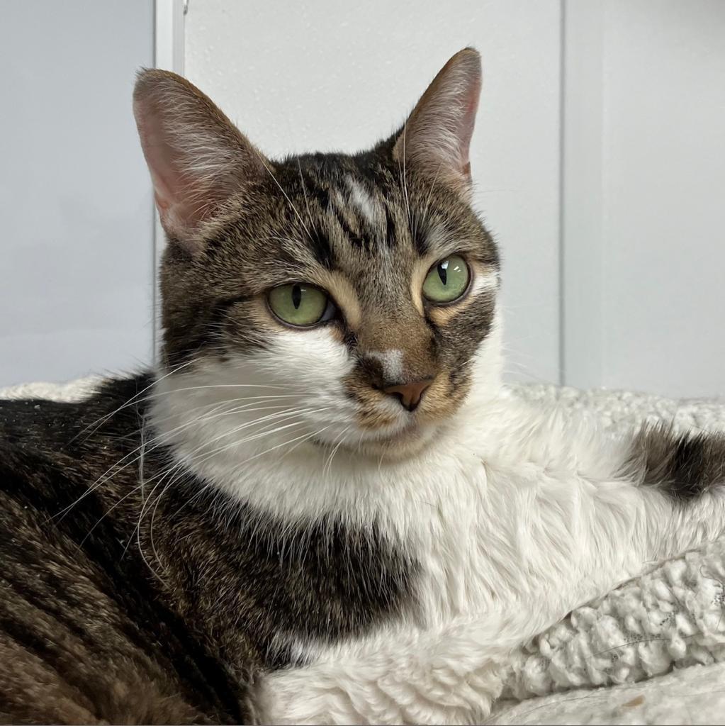 Enlarge Ziggy, a Adoptable Domestic Short Hair in La Grange, KY image 4/6