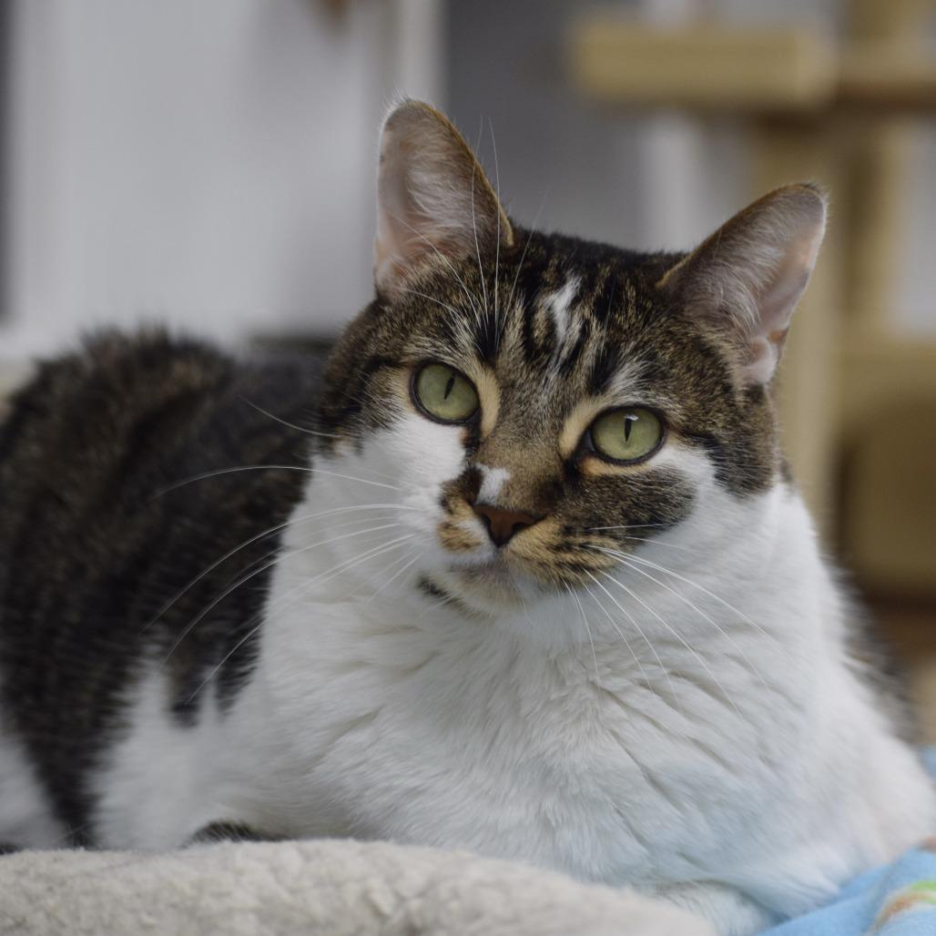 Enlarge Ziggy, a Adoptable Domestic Short Hair in La Grange, KY image 6/6