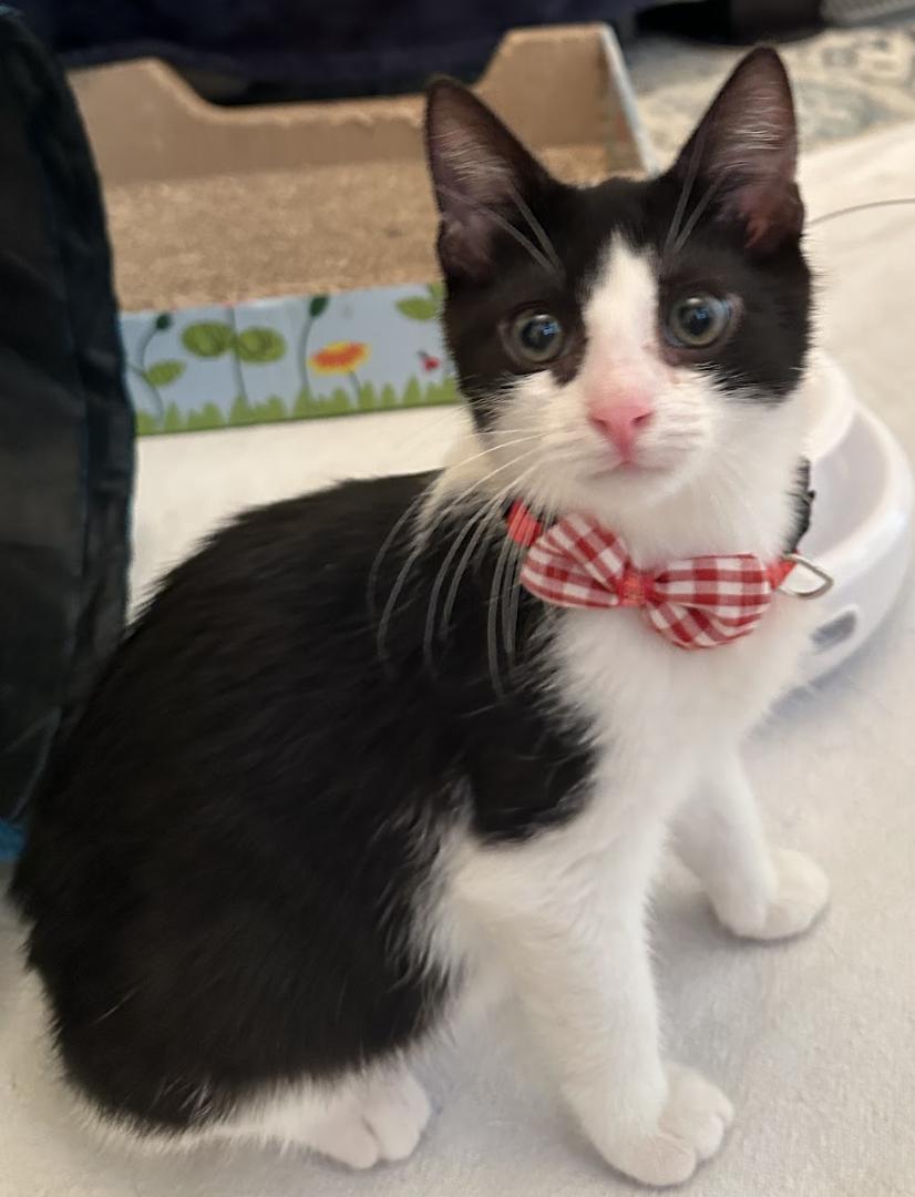 Enlarge Julius, a Adoptable Domestic Short Hair in Flushing, NY image 1/3