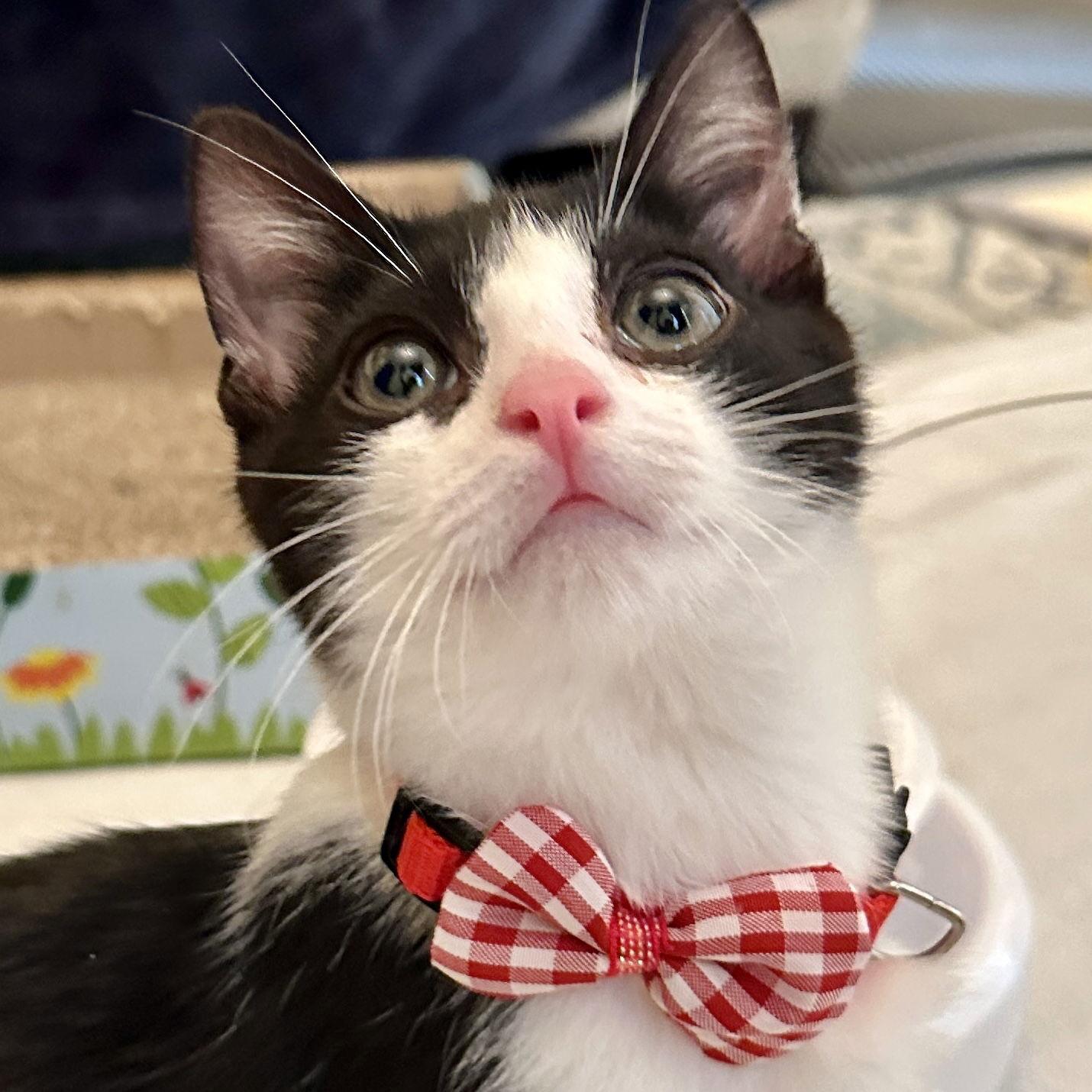 Enlarge Julius, a Adoptable Domestic Short Hair in Flushing, NY image 2/3