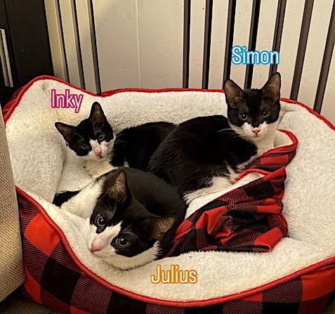 Enlarge Julius, a Adoptable Domestic Short Hair in Flushing, NY image 3/3