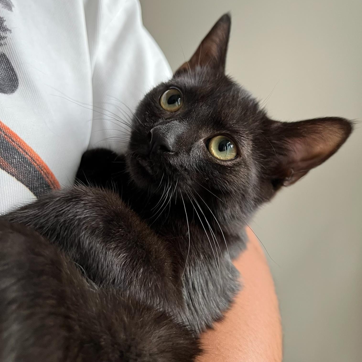 Doodle, ADOPTABLE, Kitten Female Domestic Short Hair & Bombay.