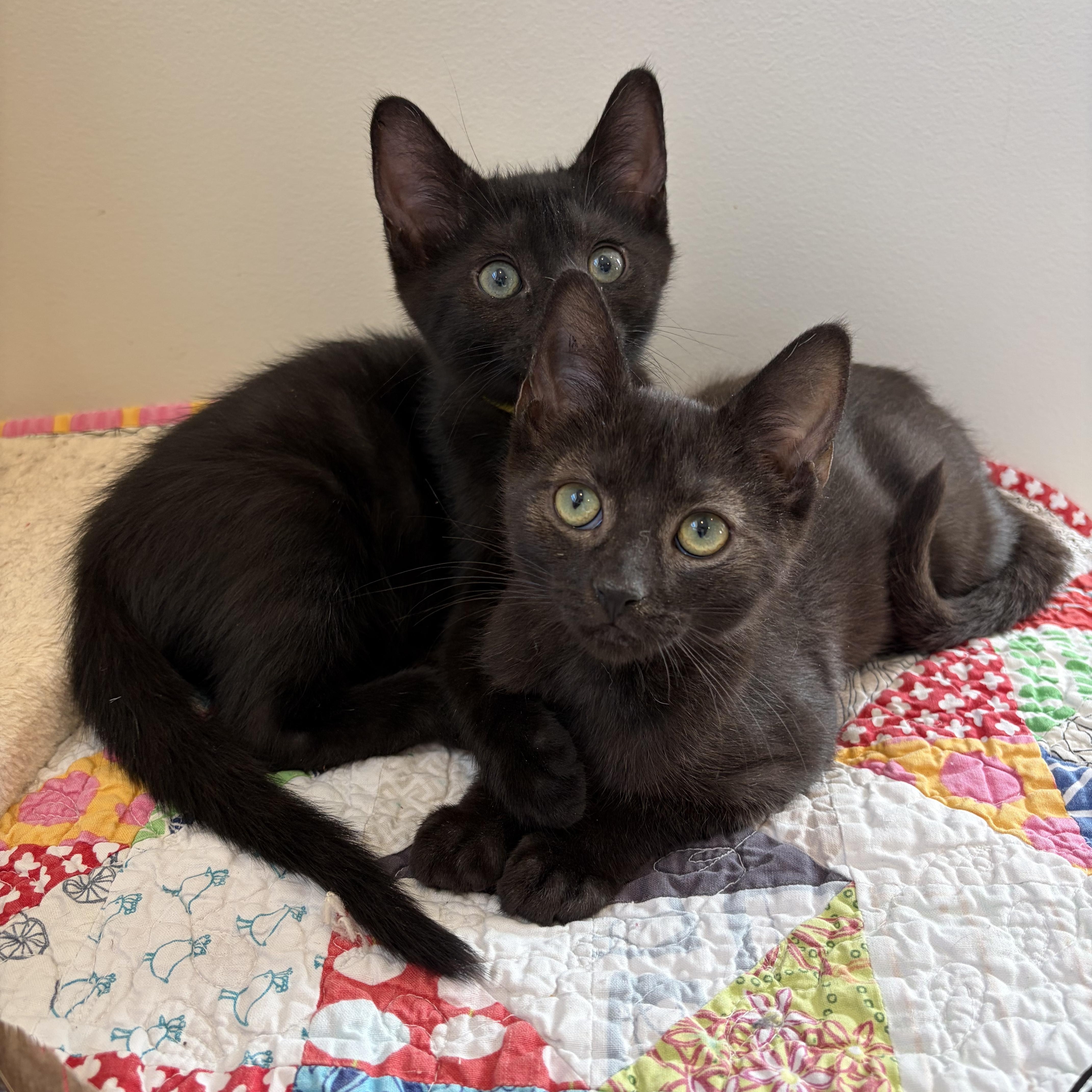 Enlarge Doodle, a ADOPTABLE mixed breed in Hyattsville, MD image 3/6
