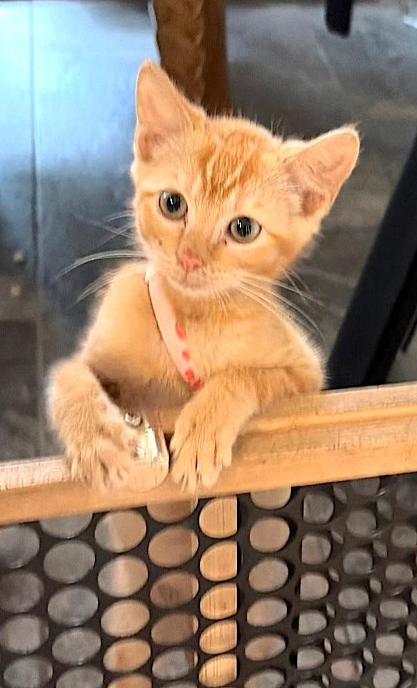 Luzzie, a ADOPTABLE Domestic Short Hair in Mount Airy, NC image 1/3