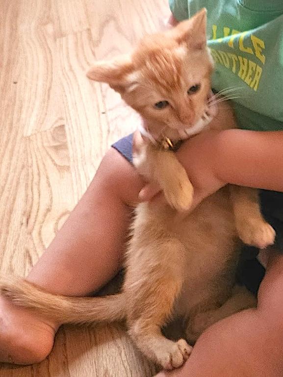 Luzzie, a ADOPTABLE Domestic Short Hair in Mount Airy, NC image 2/3