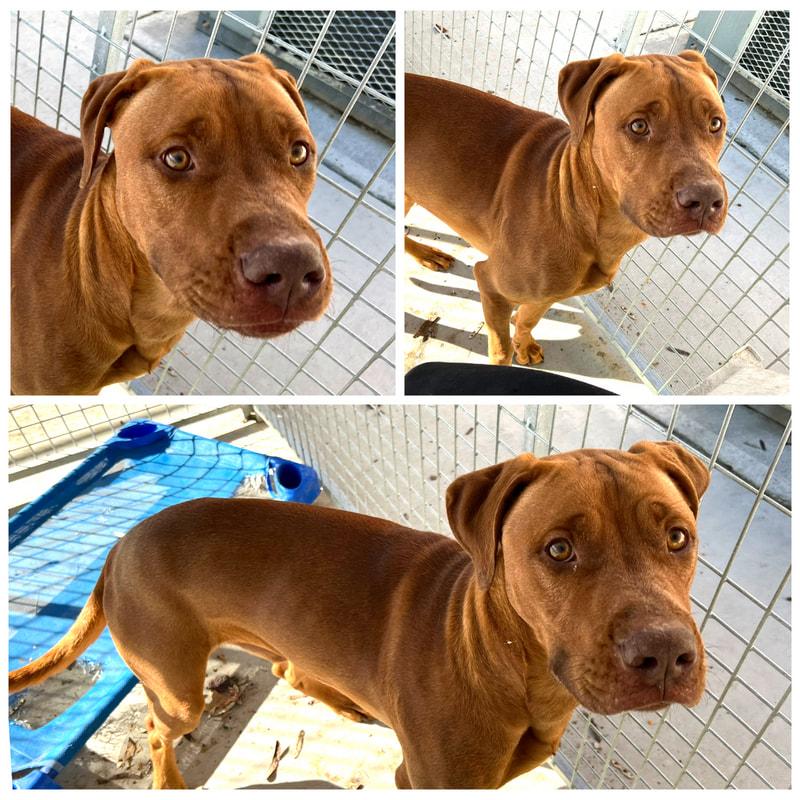 Enlarge Figgy, a Adoptable mixed breed in Dublin, VA image 1/1