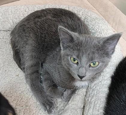 Sophie, ADOPTABLE, Kitten Female Domestic Short Hair.