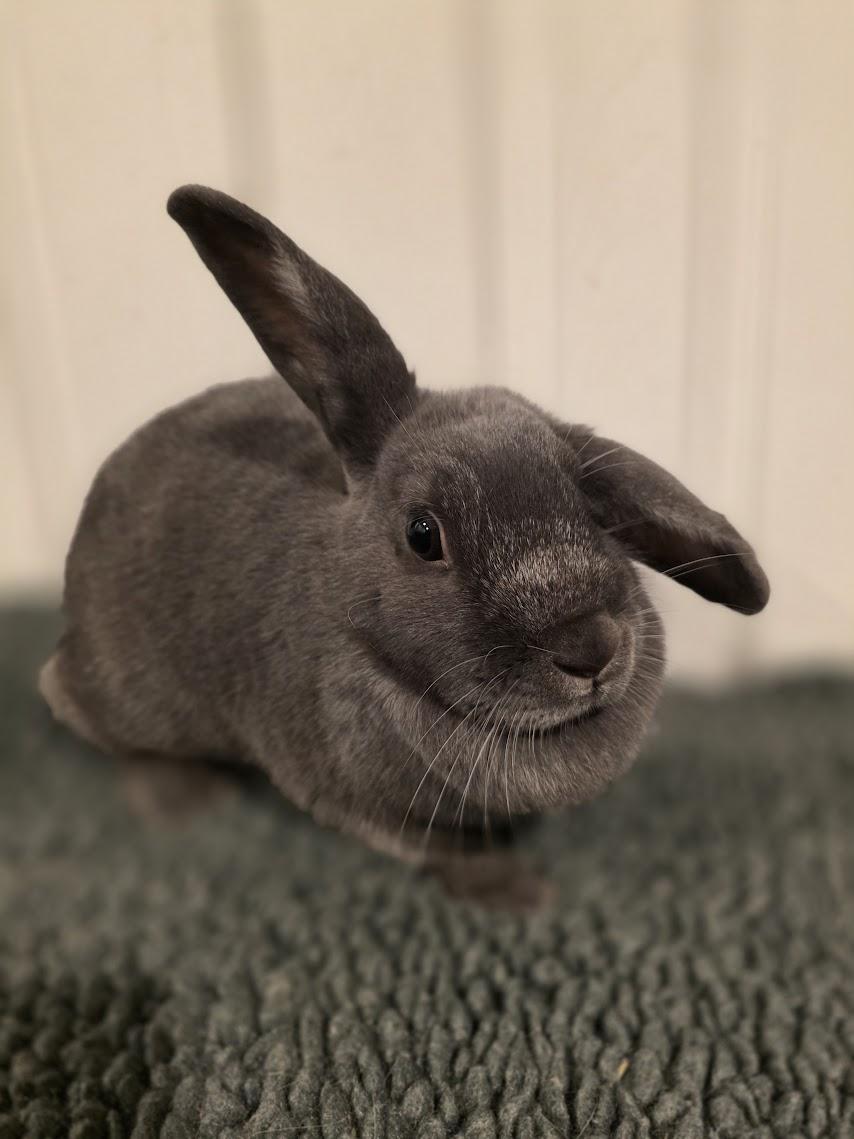 Enlarge Marley, a ADOPTABLE Beveren in Seymour, CT image 1/1