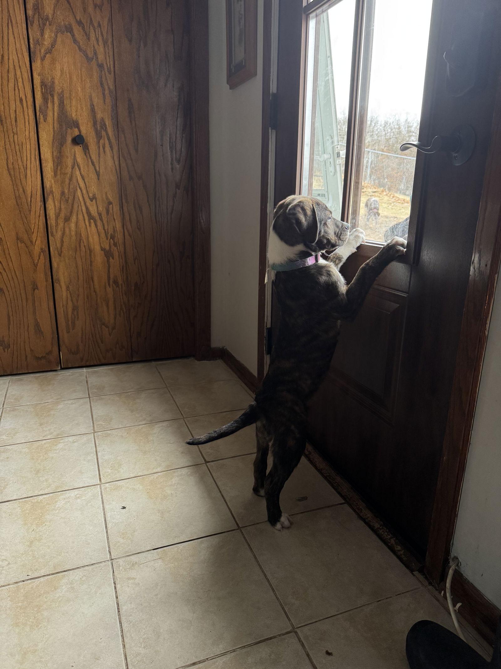 Enlarge Tarzan, a Adoptable Boxer in Duluth, MN image 1/3