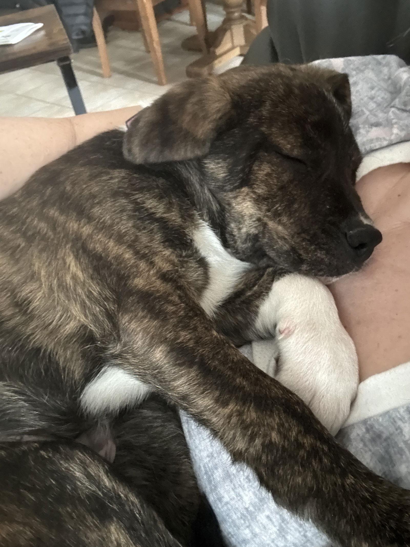 Enlarge Tarzan, a Adoptable Boxer in Duluth, MN image 2/3