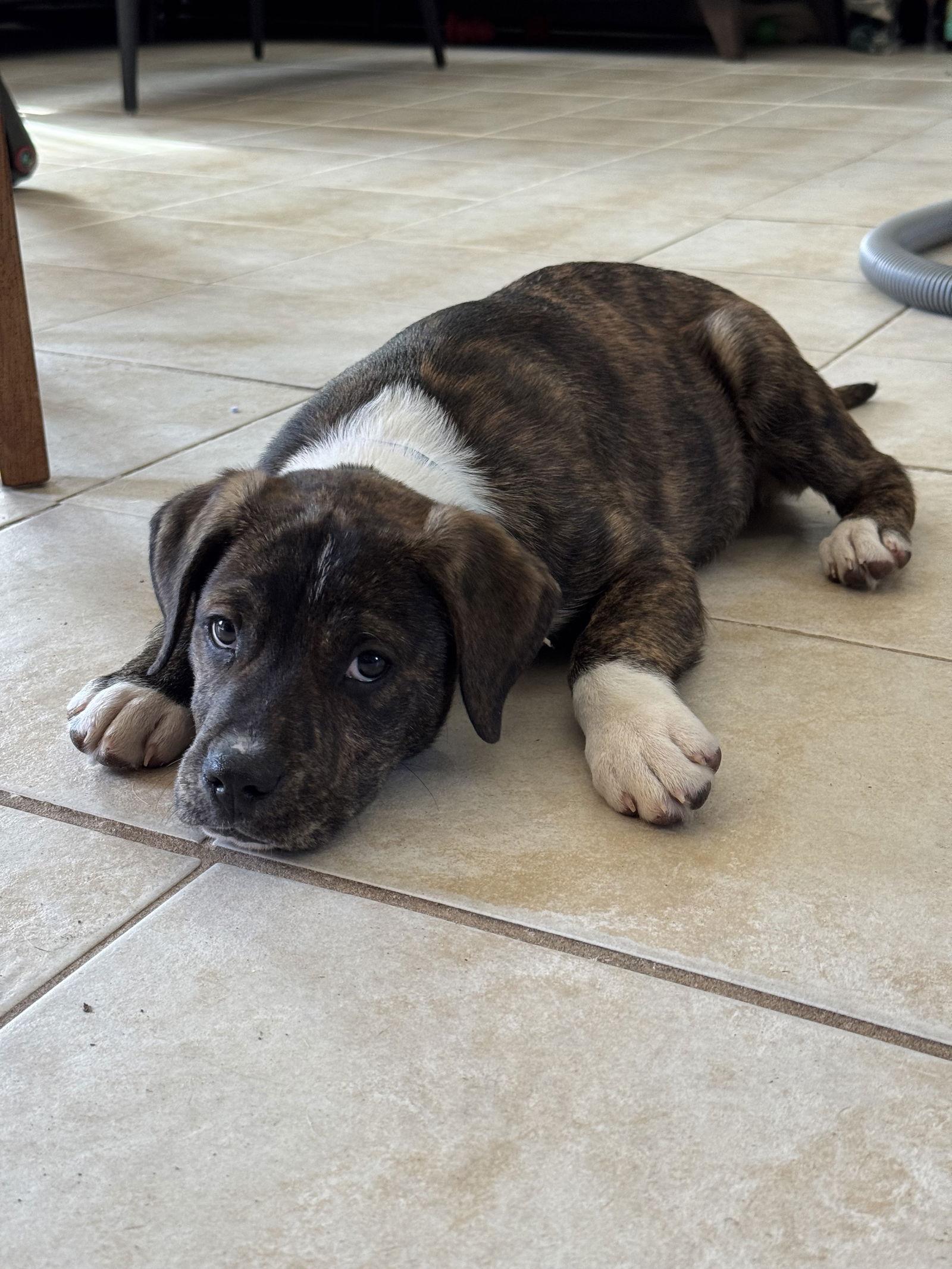 Enlarge Tarzan, a Adoptable Boxer in Duluth, MN image 3/3