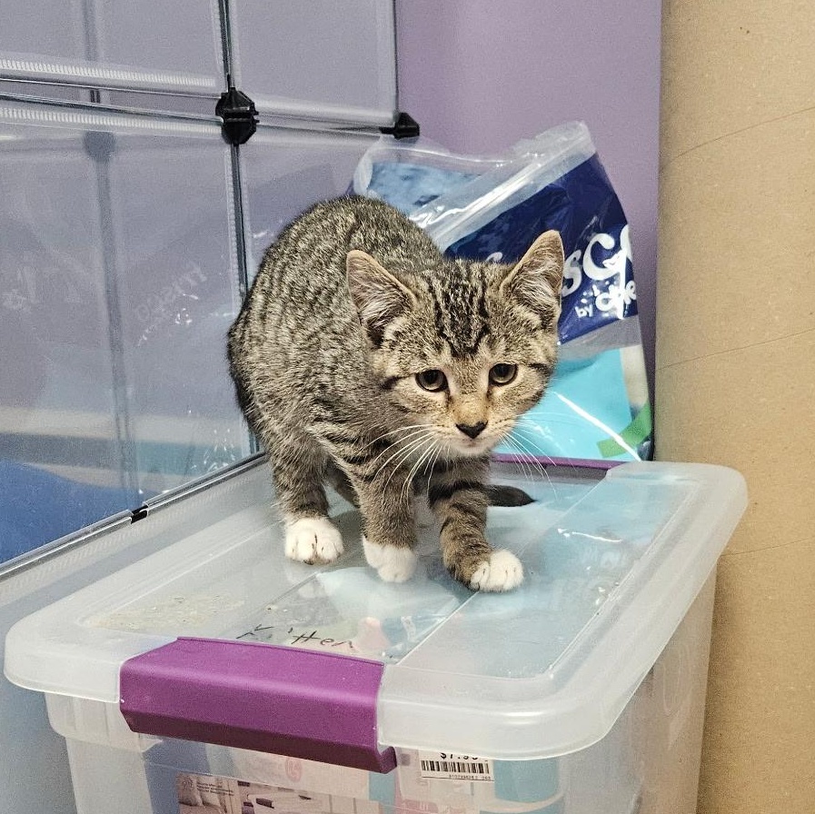 Milo, a Adoptable Domestic Short Hair in Elverson, PA image 2/2