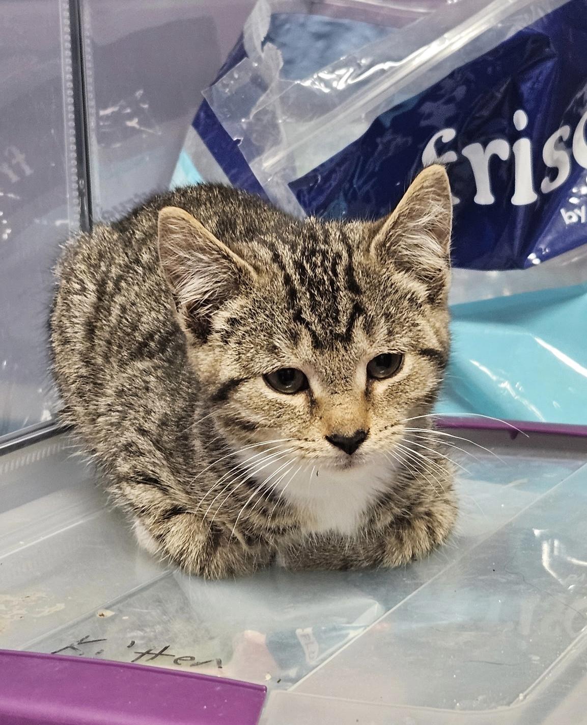 Milo, a Adoptable Domestic Short Hair in Elverson, PA image 1/2