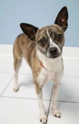 Enlarge Moe, a Adopted mixed breed in Bridgewater, NJ image 1/1