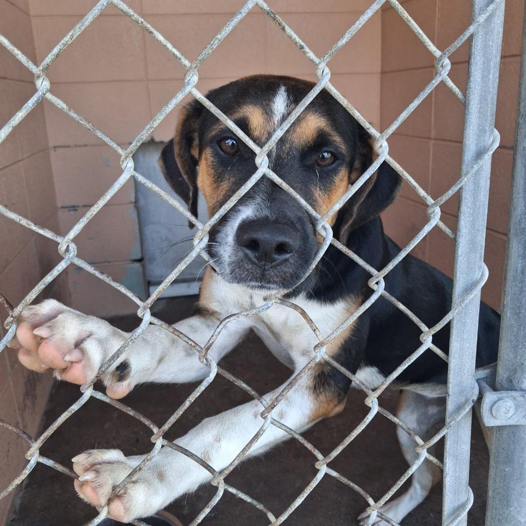 Enlarge Iris, a Adoptable Hound in Gautier, MS image 1/4