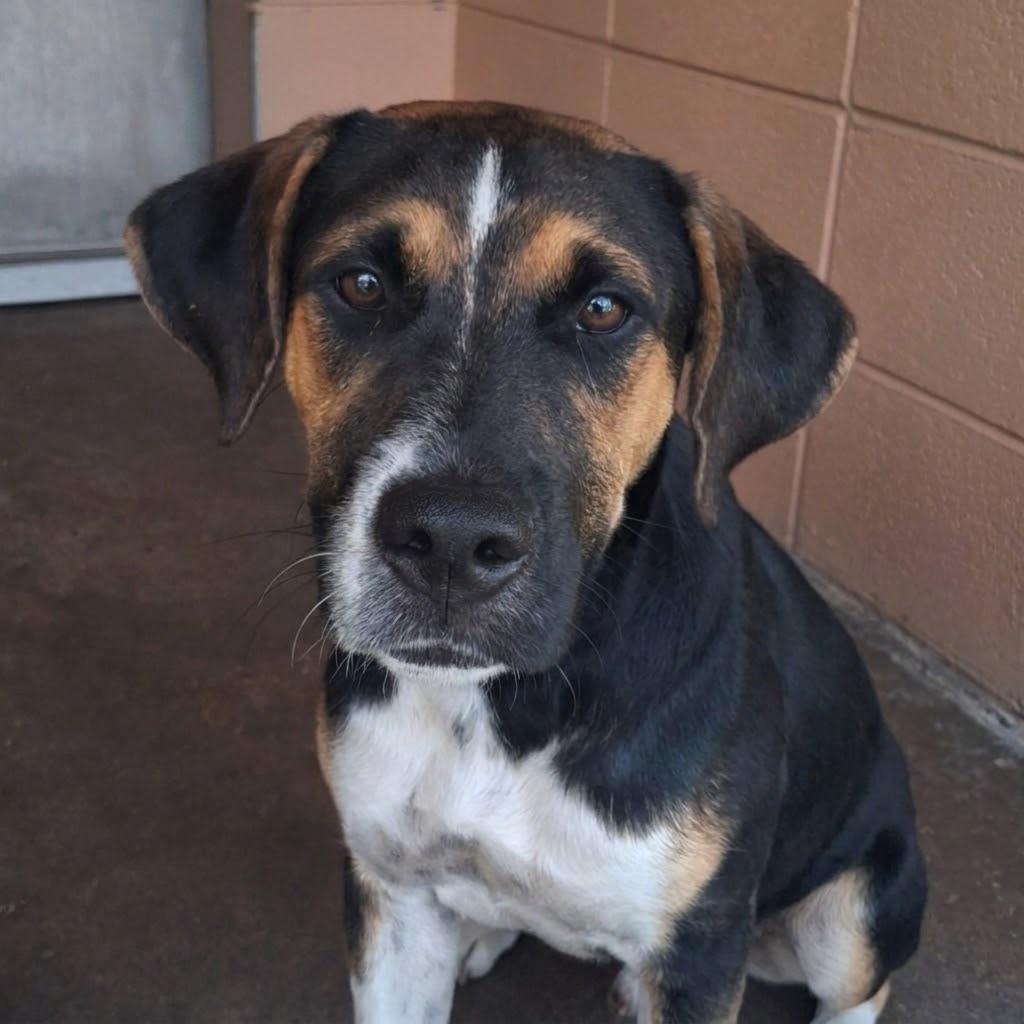 Enlarge Iris, a Adoptable Hound in Gautier, MS image 2/4