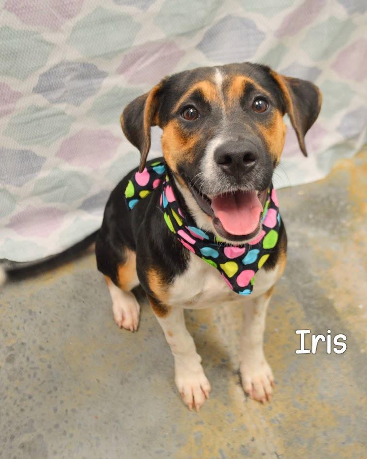 Enlarge Iris, a Adoptable Hound in Gautier, MS image 3/4