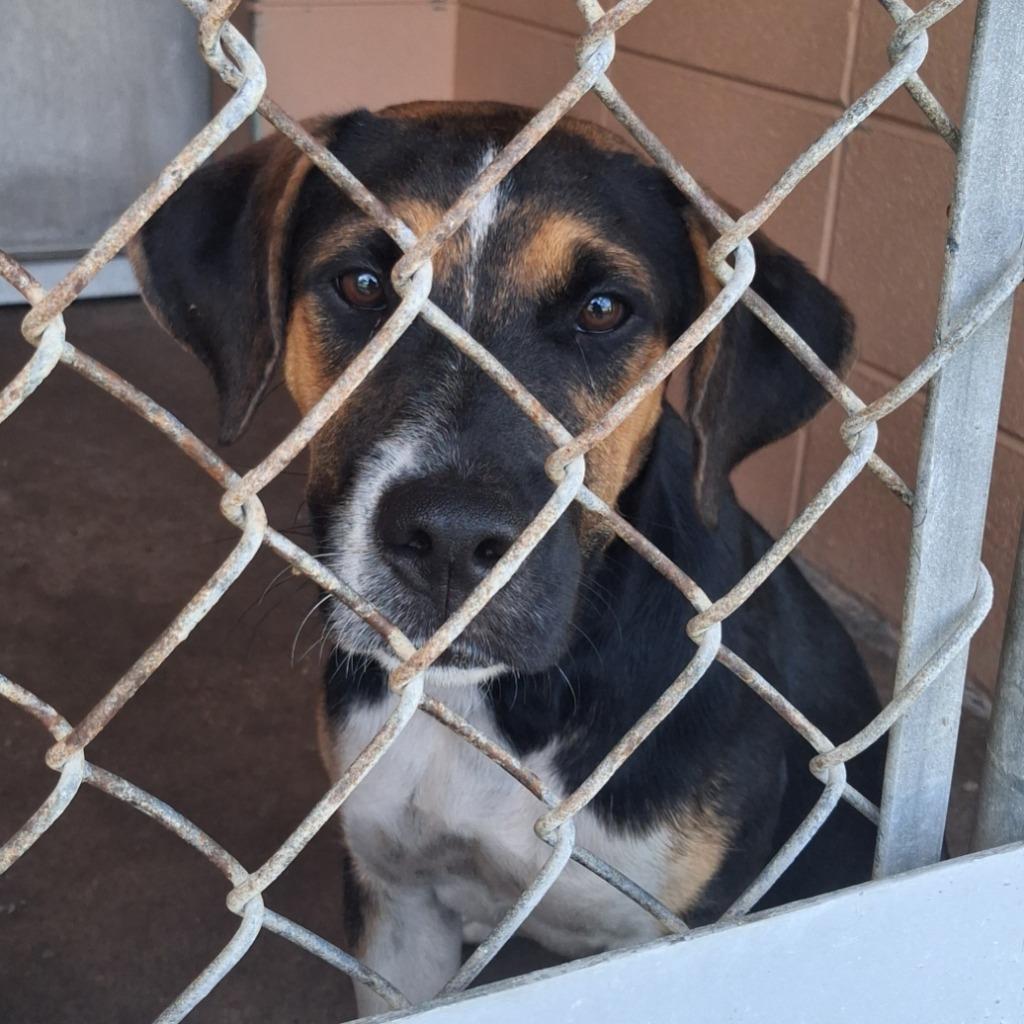 Enlarge Iris, a Adoptable Hound in Gautier, MS image 4/4
