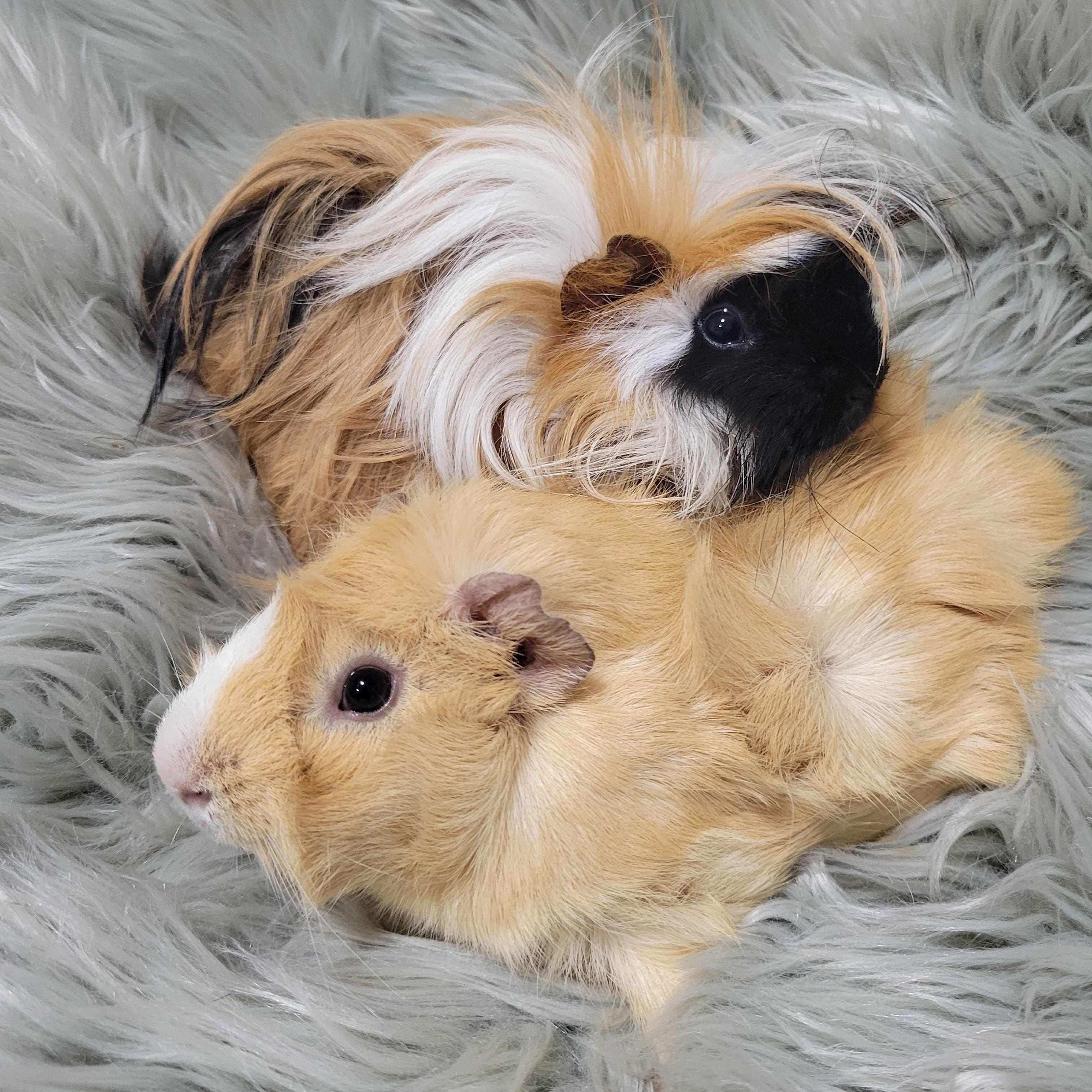 Enlarge Sven & Bjorn , a ADOPTABLE Guinea Pig in Olympia, WA image 1/6