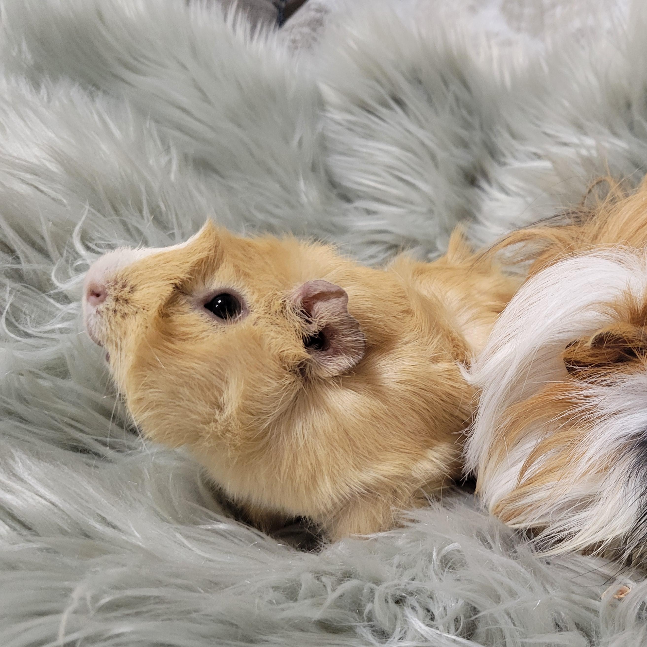 Enlarge Sven & Bjorn , a ADOPTABLE Guinea Pig in Olympia, WA image 3/6