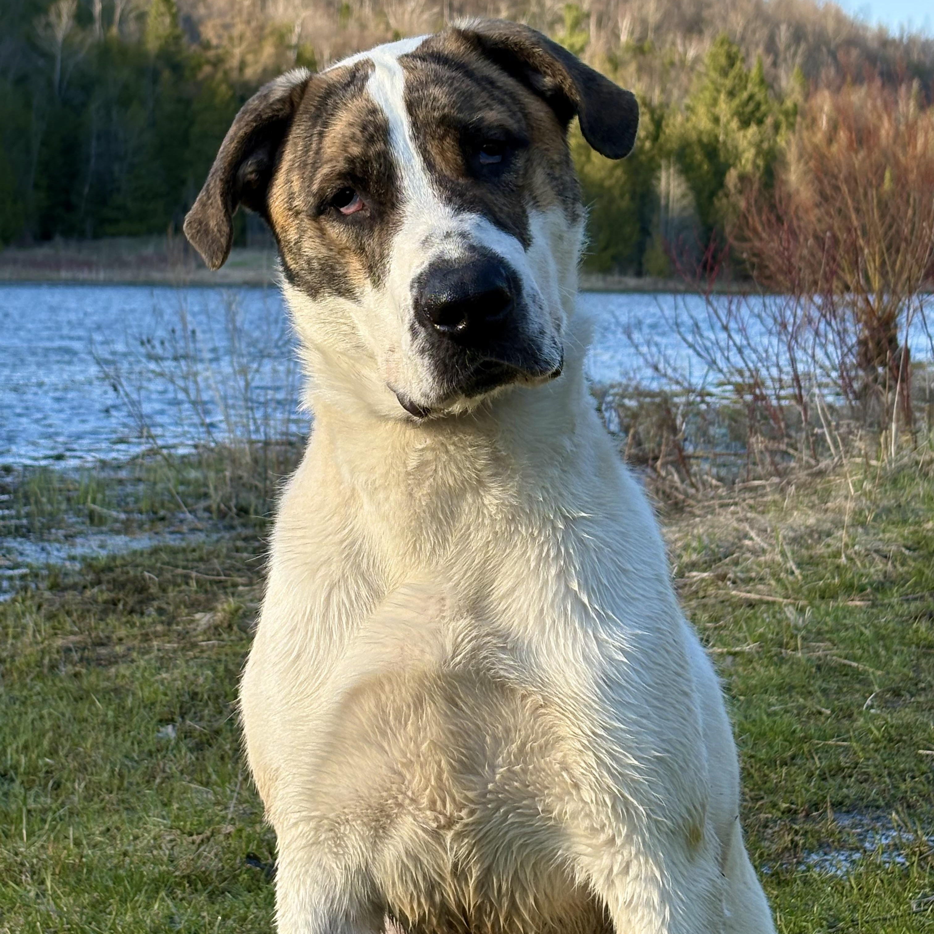 Enlarge Max 99.00 ADOPTION FEE, a ADOPTABLE mixed breed in Scarborough, ON image 1/6