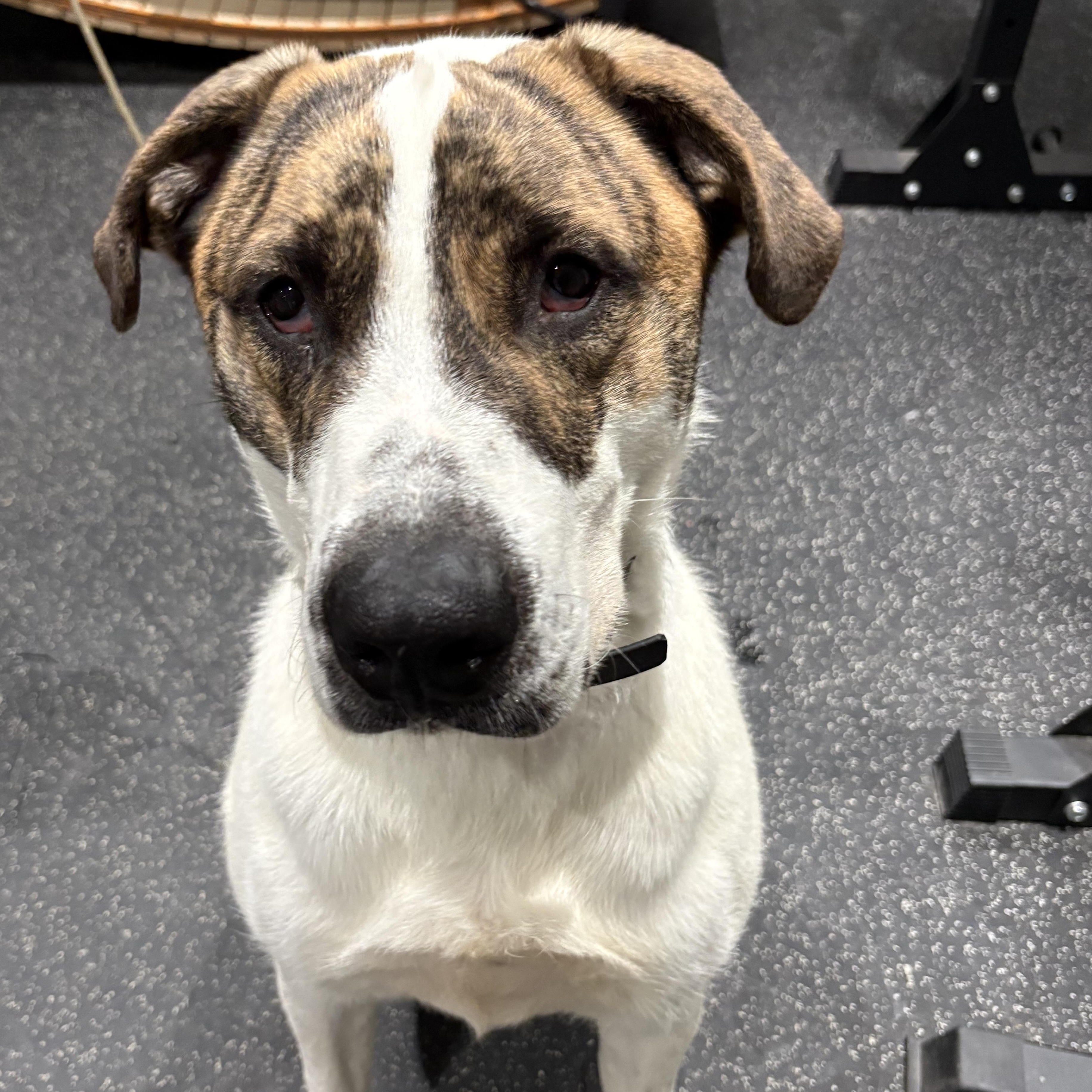 Enlarge Max 99.00 ADOPTION FEE, a ADOPTABLE mixed breed in Scarborough, ON image 4/6